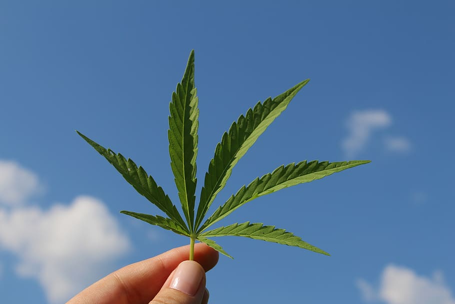 Cannabis en cosméticos